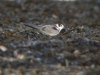 Black Tern at Southend Seafront (Steve Arlow) (112228 bytes) Black Tern at Southend Seafront (Steve Arlow) (112228 bytes)